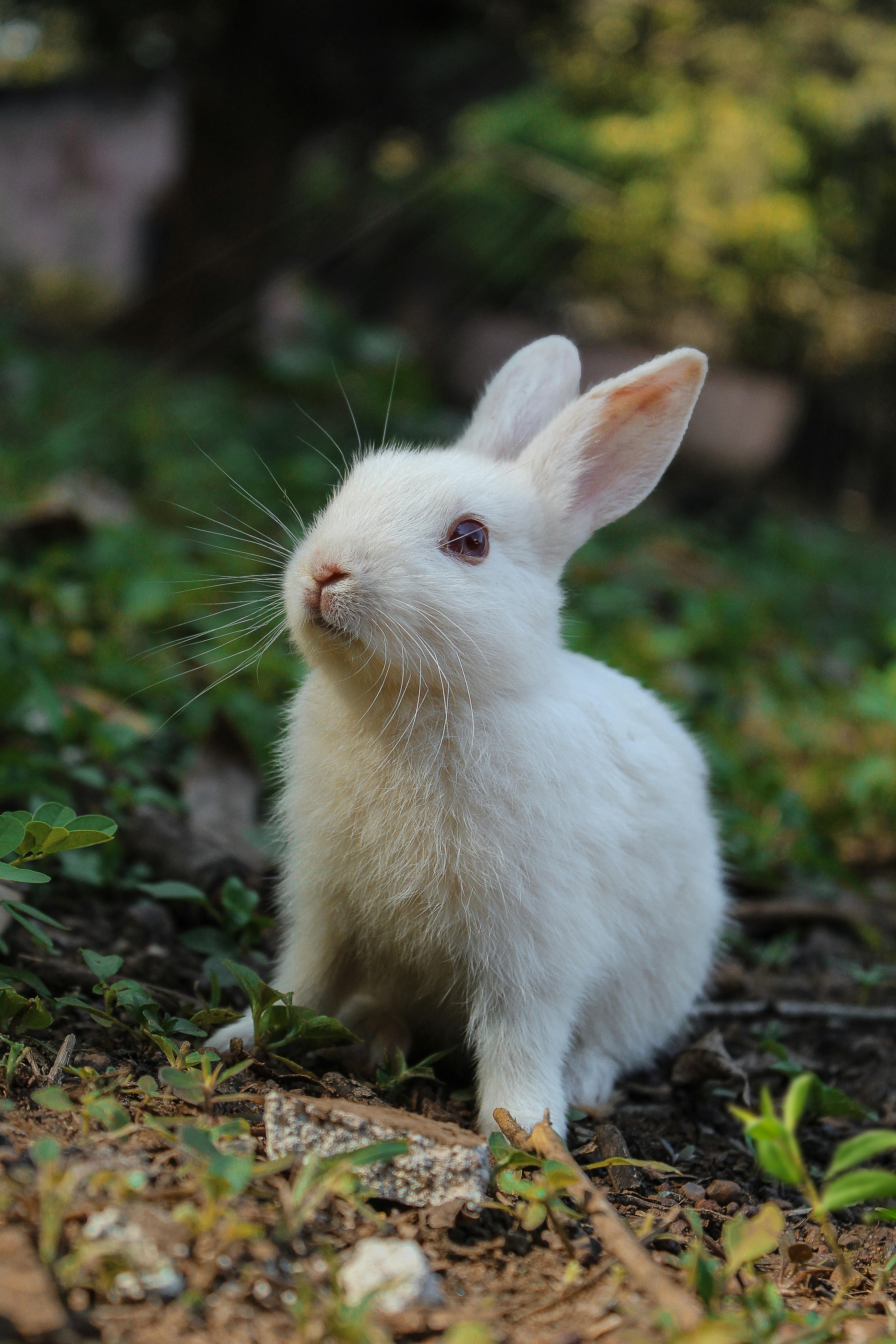 Best 5 Rabbit Air A3 Solutions to Enhance Air Quality