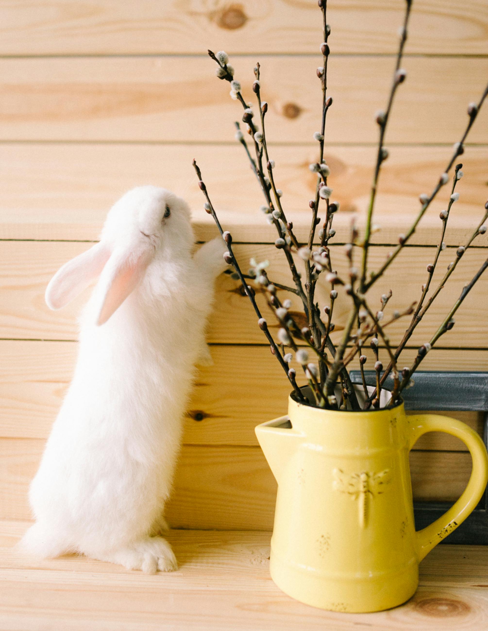 Essential Guide to Rabbit Gestation Period in 2025: Learn More