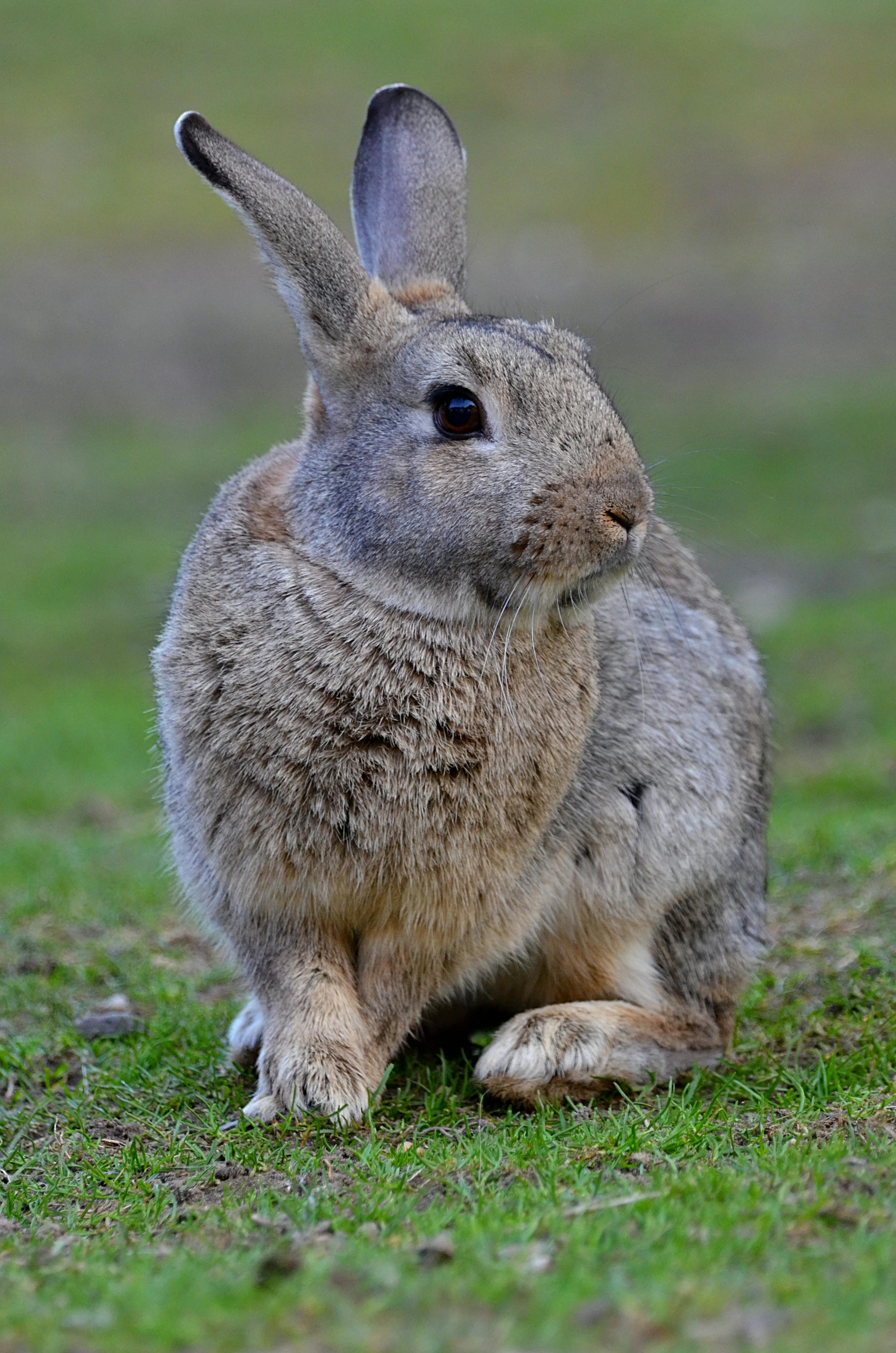 Rabbit Drawing Illustration