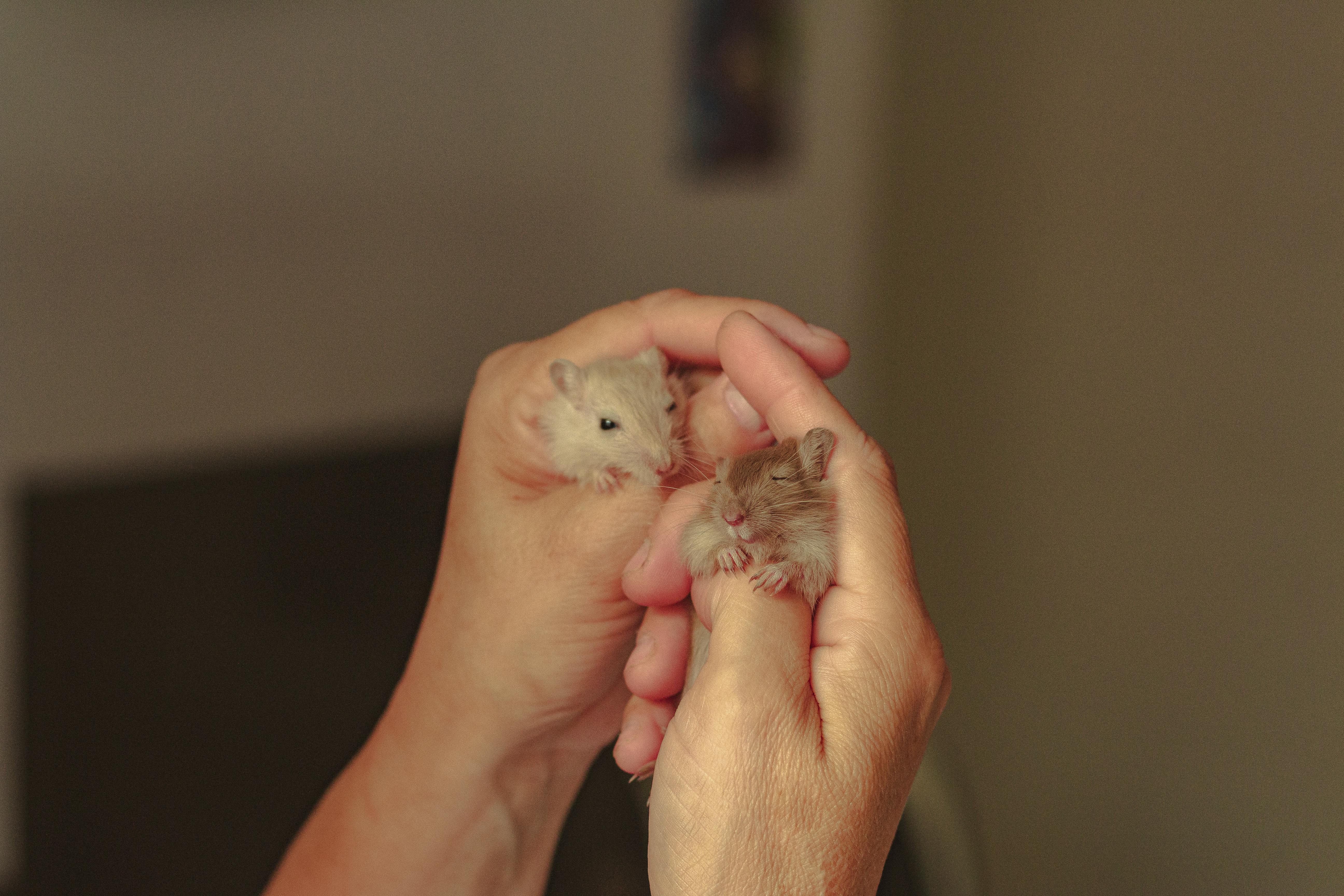 Effective Ways to Understand the Chinese Zodiac Rabbit in 2025