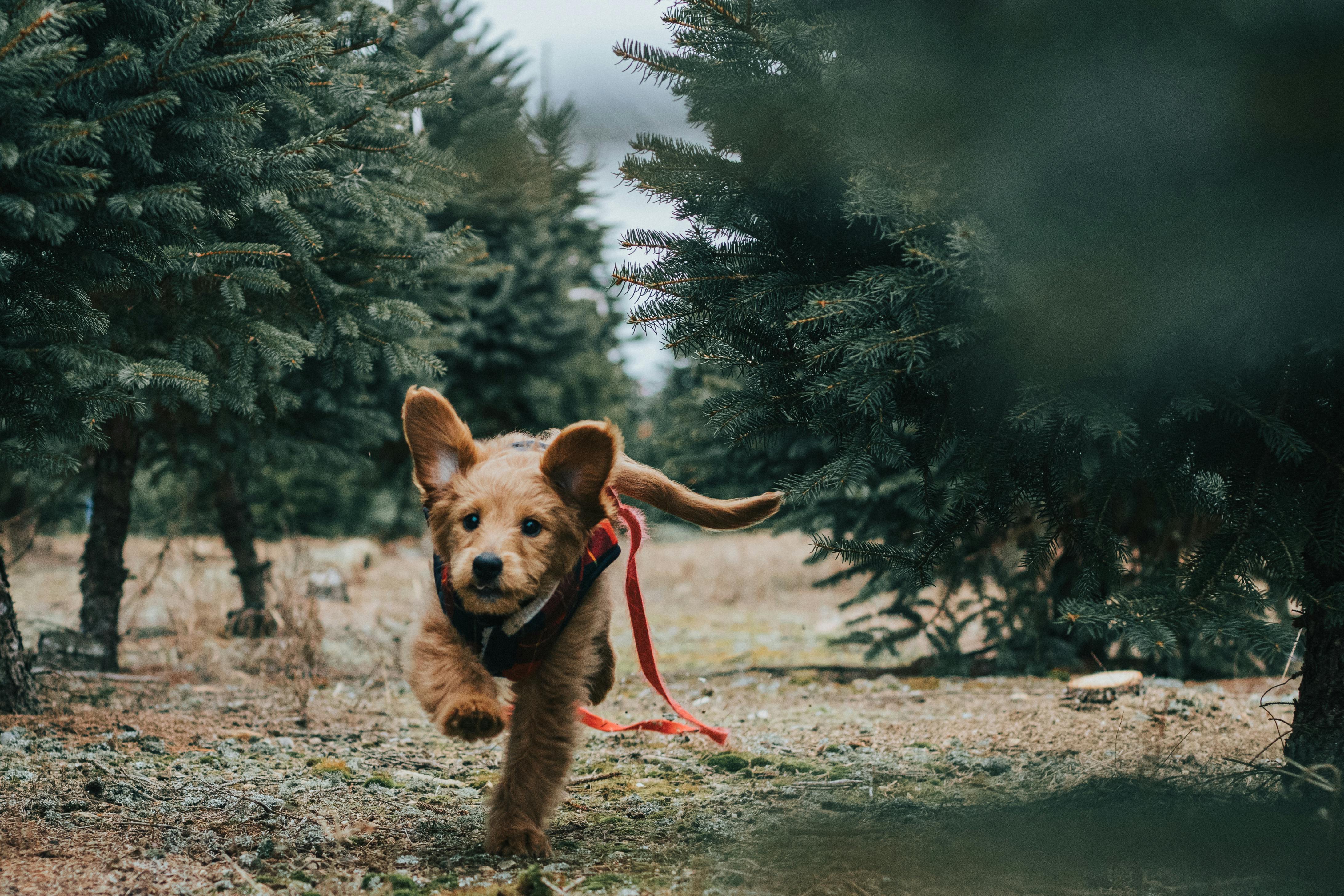 Effective Review of "Run Rabbit Run": Discover its Themes and Impact in 2025