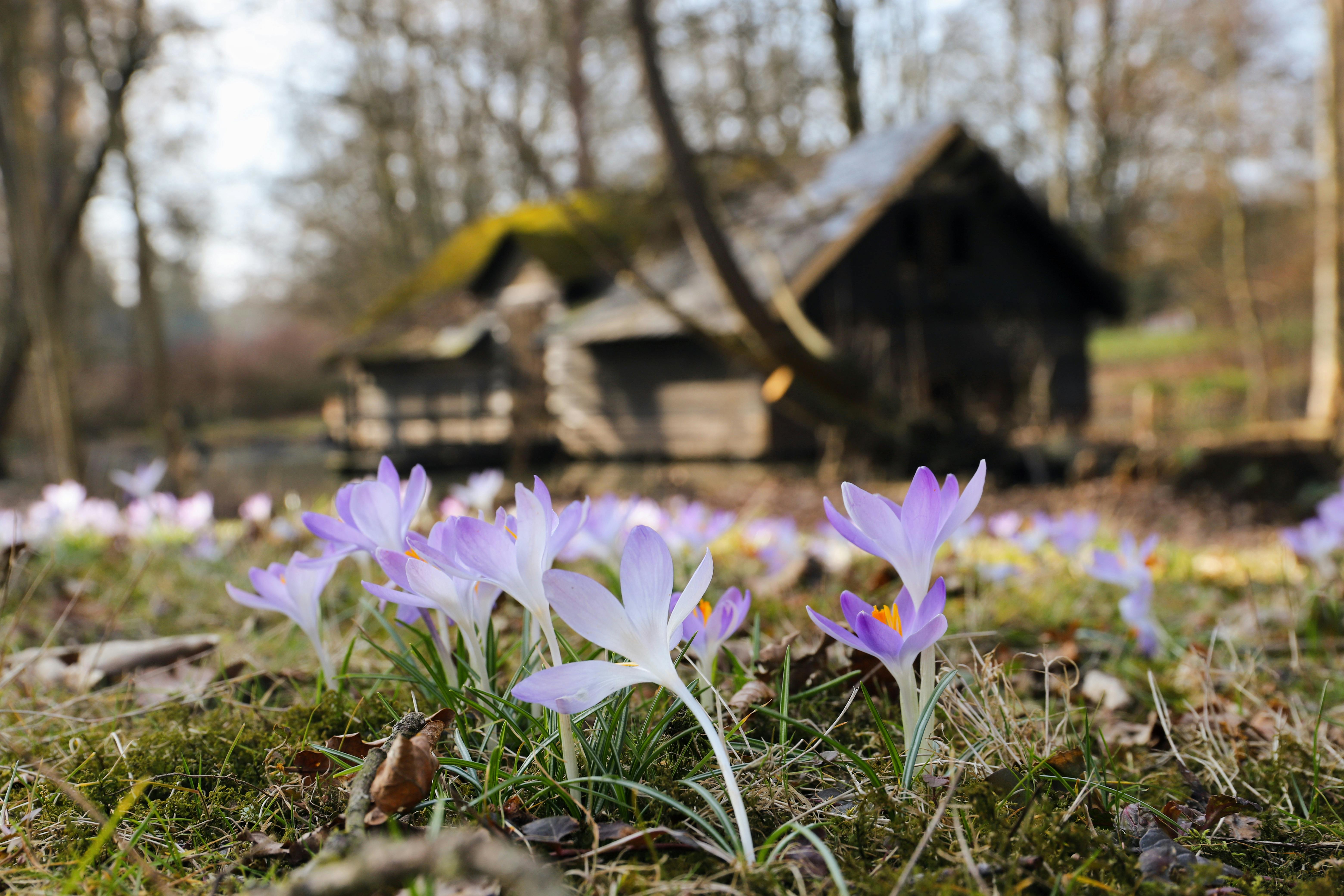 Best 5 Methods to Explore "The Velveteen Rabbit" in 2025